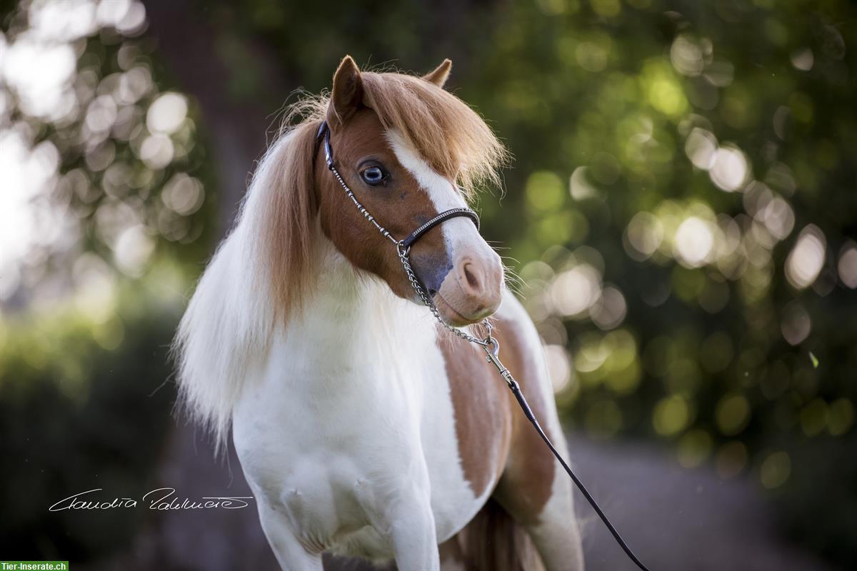 Mini Shetlandponys aus liebevoller Zucht in Kärnten