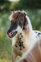 Mini Shetlandponys aus liebevoller Zucht in Kärnten