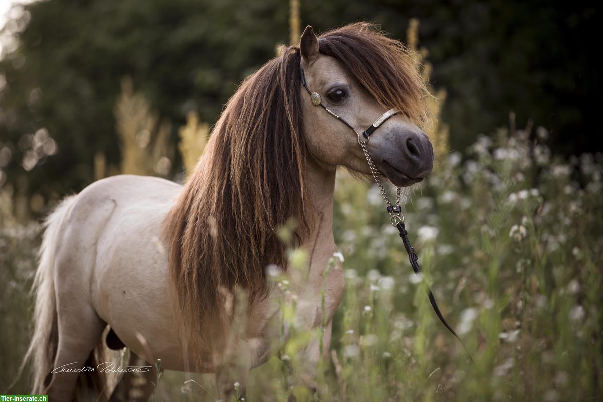 Bild 2: Mini Shetlandponys aus liebevoller Zucht in Kärnten