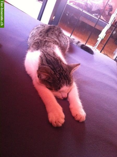 Bild 2: Katze Luna wird vermisst! Bieten Finderlohn! Raum Tagelswangen Lindau