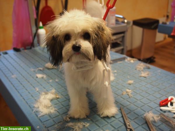 Bild 7: Hundesalon Spa-Dog in Cham ZG