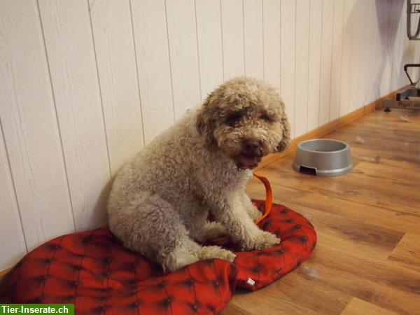 Bild 8: Hundesalon Spa-Dog in Cham ZG