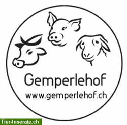 Dexter Rinder, Dexter Rindfleisch, Lammfleisch, Gitzifleisch, Schweinefleisch