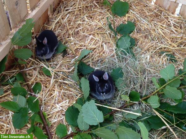 Ferienplätze für Kaninchen & Meerschweinchen, Region Burgdorf-Huttwil