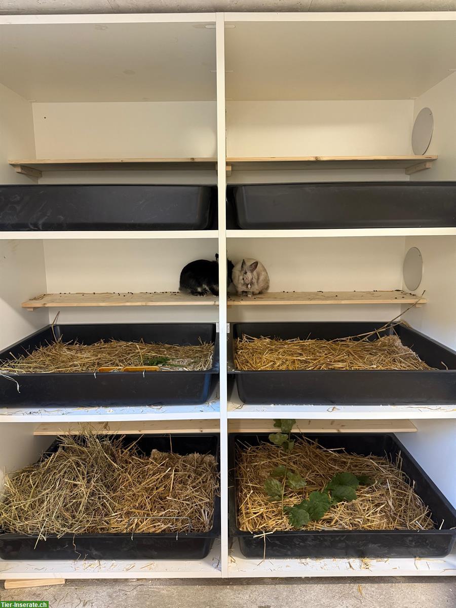 Bild 4: Ferienplätze für Kaninchen & Meerschweinchen, Region Burgdorf-Huttwil