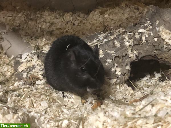 Bild 4: Biete Katzen-/Tierbetreuung in der Umgebung Wohlen- Lenzburg