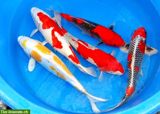 Bild 5: Biotopfische aus deutscher Zucht bei Fa.Fördefisch