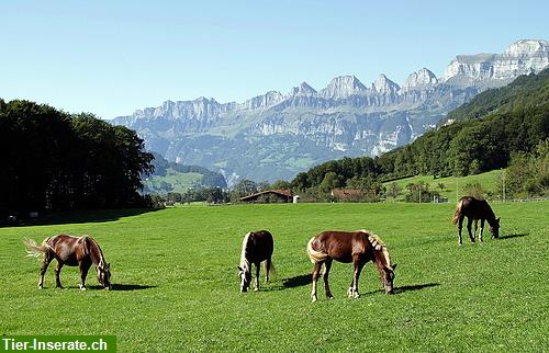 Bild 3: Die etwas andere Fohlenaufzucht und Zuchtstutenplätze