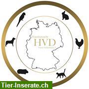 Katzenzuchtverein gesucht? Der HVD e.V. stellt sich vor