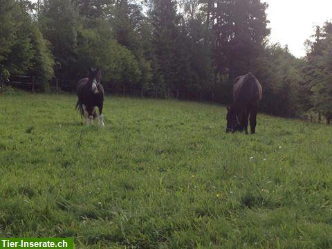 Bild 3: LAG Bewegungsstall im DE-Kl. Wiesental, Raich/Naturpark Südschwarzwald