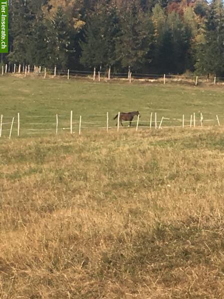 Bild 6: LAG Bewegungsstall im DE-Kl. Wiesental, Raich/Naturpark Südschwarzwald