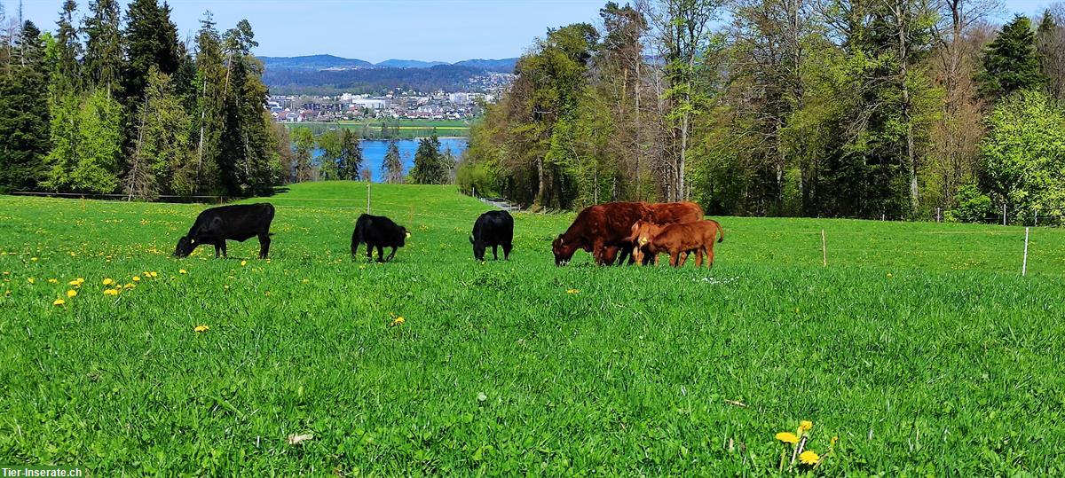 Rindfleisch - Weidebeef ab Hof im 10 kg Mischpaket