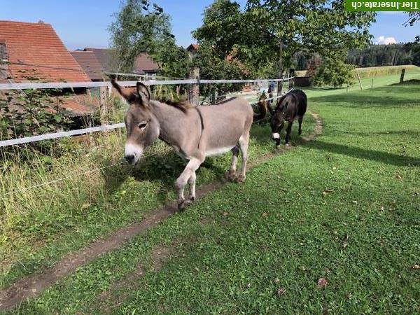 Bild 10: Esel - Patenschaft, Hilfe für Esel