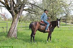 Ausritte & Reitstunden, nähe Aarau, Lenzburg, beim Ausritt reiten lernen