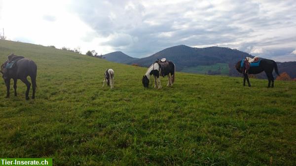 Bild 3: Ausritte & Reitstunden, nähe Aarau, Lenzburg, beim Ausritt reiten lernen