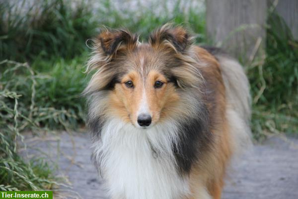 Bild 2: Bieten liebevolle Hundeferien mit Familienanschluss