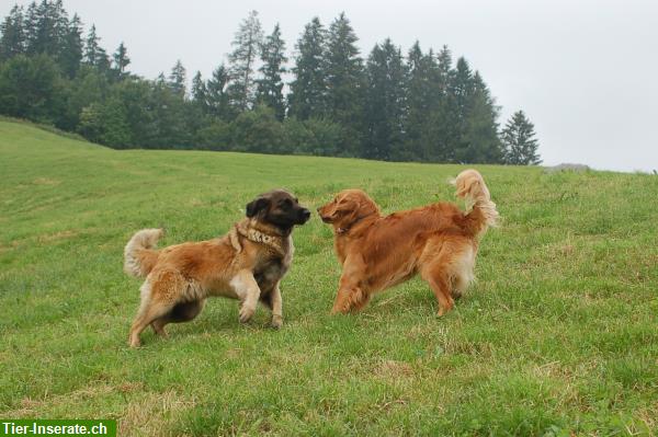 Bild 6: Bieten liebevolle Hundeferien mit Familienanschluss