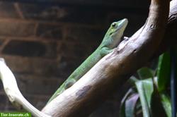 Madagaskar Taggecko von der Insel St. Marie zu verkaufen