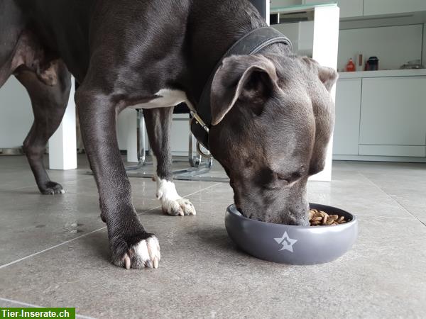 Bild 4: Handgemachte EM-Keramik Näpfe für Hunde & Katzen