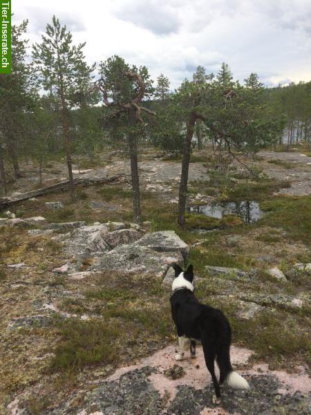 Bild 2: Hundesitting bei Border Collie im Berner Oberland