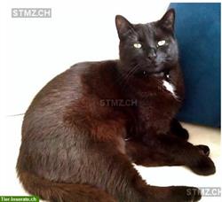 Schwarze Katzendame vermisst