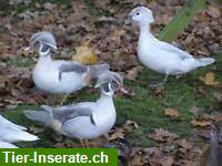 Verschiedene Entenarten aus Naturbrut zu verkaufen