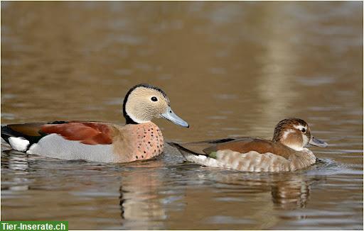 Bild 2: Verschiedene Entenarten aus Naturbrut zu verkaufen