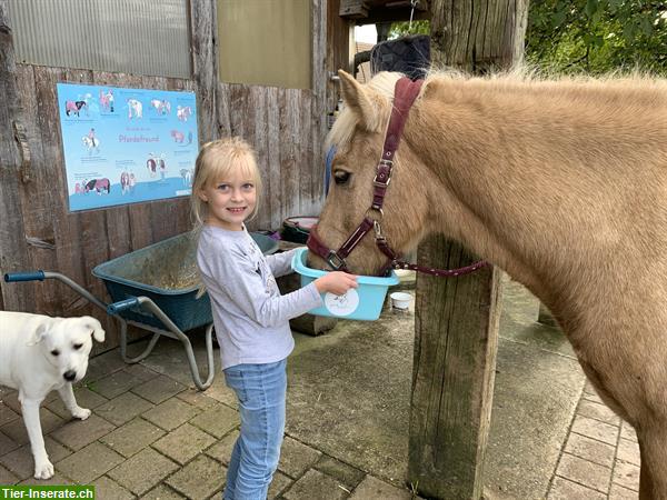 Bild 10: Heilpädagogisches Reiten, HPR, Reittherapie, Ponyreiten, Kinderreiten