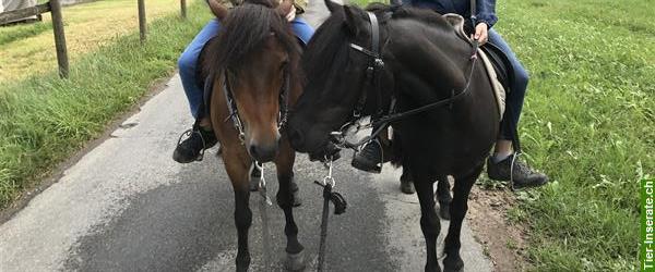 Bild 3: Heilpädagogisches Reiten, HPR, Reittherapie, Ponyreiten, Kinderreiten