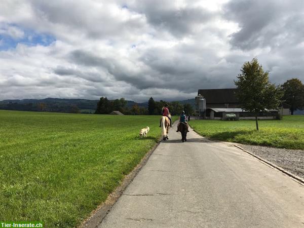 Bild 4: Heilpädagogisches Reiten, HPR, Reittherapie, Ponyreiten, Kinderreiten