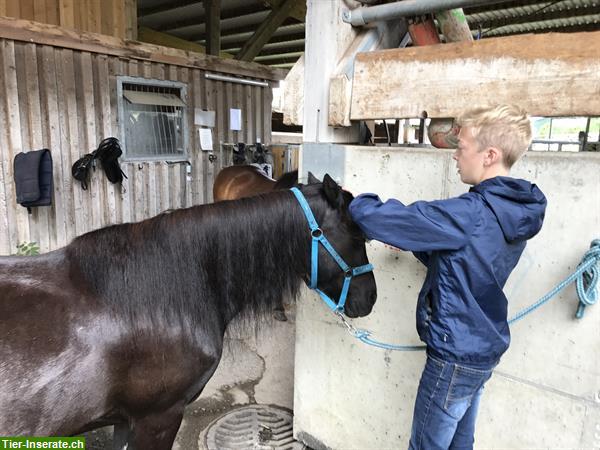 Bild 5: Heilpädagogisches Reiten, HPR, Reittherapie, Ponyreiten, Kinderreiten