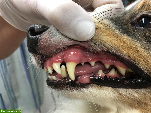 Bild 4: Hundesalon HOT DOG - die Wellnessoase für Fellnasen im ZüriOberland