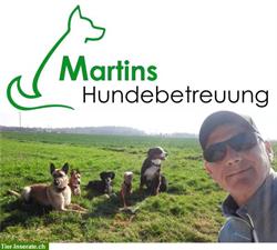 Professionelle Hundebetreuung im Limmattal