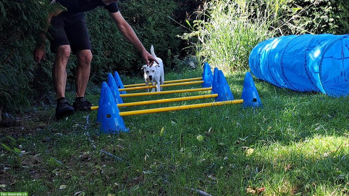 Bild 10: Professionelle Hundebetreuung im Limmattal