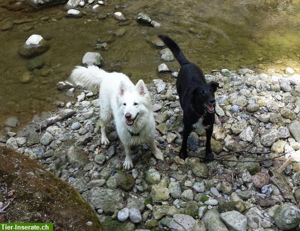 Bild 2: Biete Tierbetreuung, Hunde-/Katzensitting und Haussitting