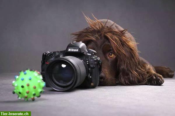 Bild 3: Biete Tierbetreuung, Hunde-/Katzensitting und Haussitting