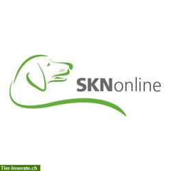 SKNonline: Die online Hundeschule für den Sachkundenachweis Hund (SKN)