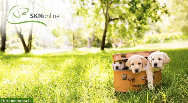 Bild 2: SKNonline: Die online Hundeschule für den Sachkundenachweis Hund (SKN)