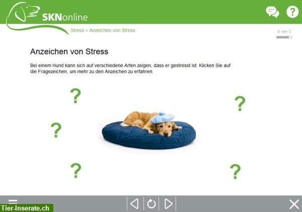 Bild 7: SKNonline: Die online Hundeschule für den Sachkundenachweis Hund (SKN)