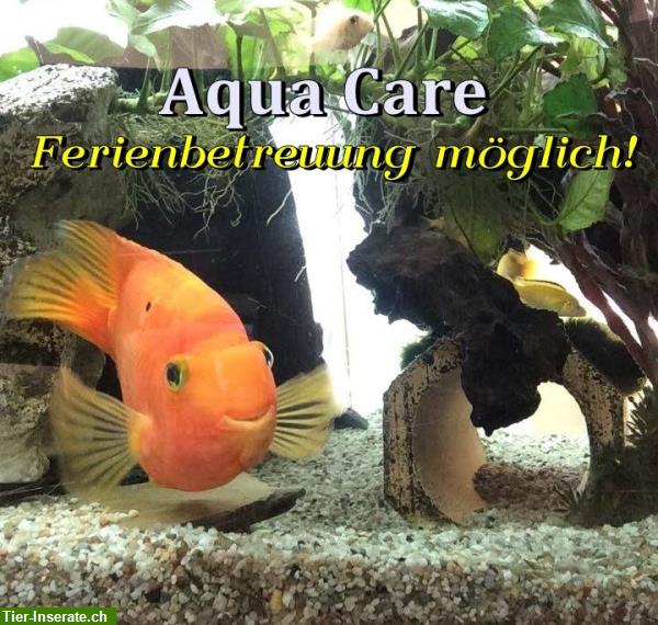 Bild 2: Der Pflege Service für Ihr Aquarium im Kanton Zürich