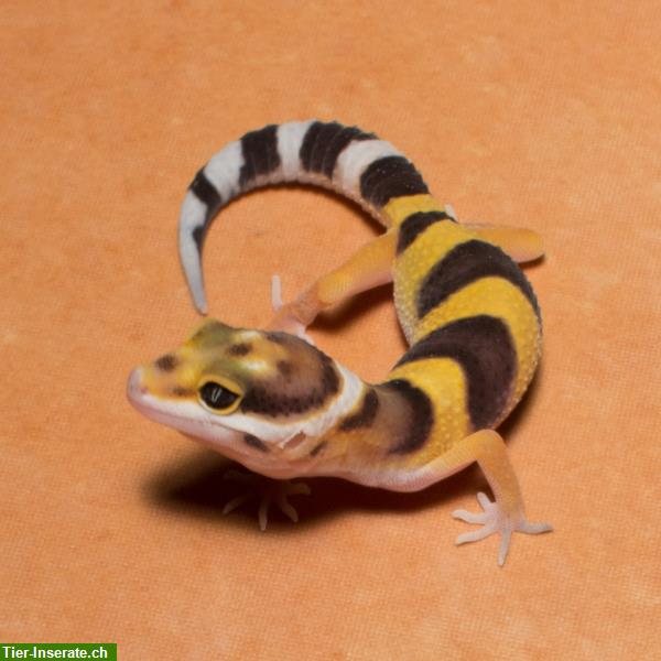 Bild 3: Leopardgecko Zucht am Bodensee