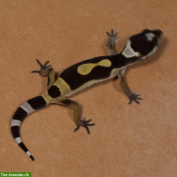 Bild 4: Leopardgecko Zucht am Bodensee