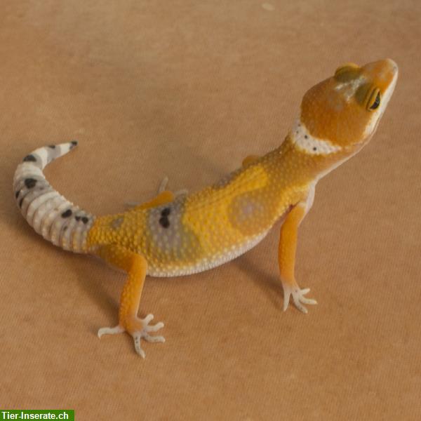 Bild 7: Leopardgecko Zucht am Bodensee