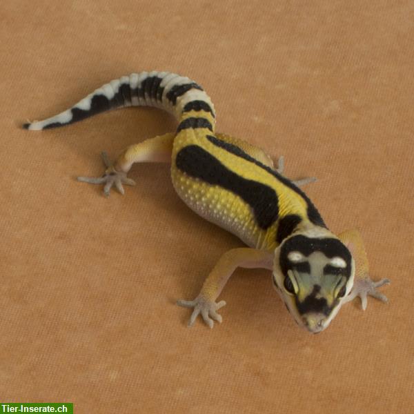 Bild 8: Leopardgecko Zucht am Bodensee