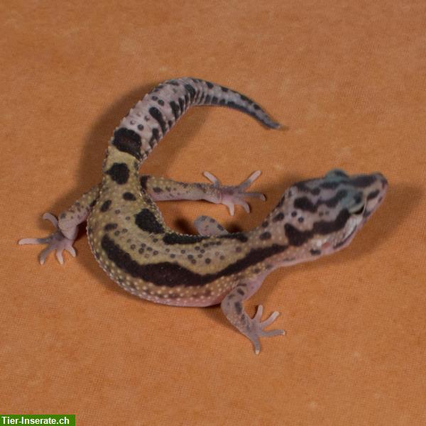 Bild 9: Leopardgecko Zucht am Bodensee