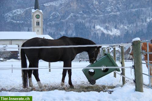 Bild 6: Pferdesportanlage Bünte Flums SG