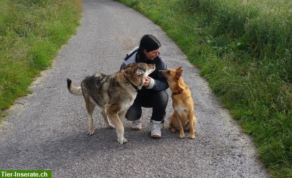 Bild 3: Biete Ferienplätze: Keine Rudelhaltung, Hundebetreuung privat & familiär