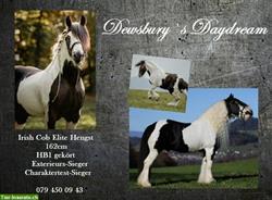 Spezieller Irish Cob / Tinker Elite Deckhengst