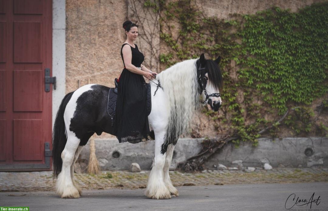 Bild 2: Spezieller Irish Cob / Tinker Elite Deckhengst