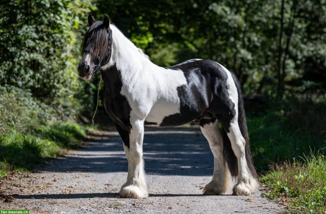 Bild 3: Spezieller Irish Cob / Tinker Elite Deckhengst